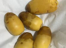 رطب الاحساء غر جملة رطب الاحساء غر جملة