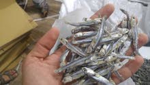 Dried Anchovy Dried Anchovy
