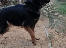 كلبه جيرمن لونك هير للبيع فول كلبه جيرمن لونك هير للبيع فول