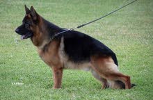 for booking Gsd puppies fci pedigree champion bloodline for more inquire 37