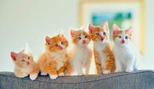 يلزمني قطة صغيرة يلزمني قطة صغيرة