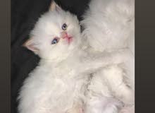 kitten's for sale kitten's for sale