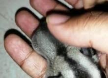 سنجاب شوقر قلايدر سنجاب شوقر قلايدر