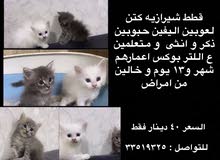 قطط شيرازيه حنونه قطط شيرازيه حنونه