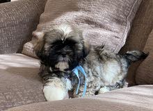 Shih tzu puppies for sale Shih tzu puppies for sale