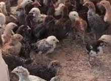 متوافر صيصان بلدي بعمر الشهر 1200حبه