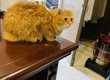 mixed persian cat mixed persian cat