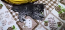 male kitten scouts. 30 days. its very nice and cute. male kitten scouts. 30 days. its very nice and cute.