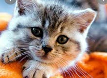 chat bebe jaune chat bebe jaune
