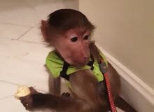 monkey babion 5 month monkey babion 5 month