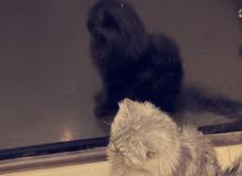 قطط شيرازي قطط شيرازي