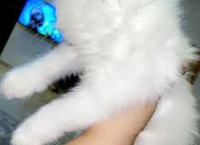 قطه العمر شهرين قطه العمر شهرين