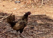 ديك ودجاجة (Rooster and a chicken) ديك ودجاجة (Rooster and a chicken)
