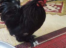 مطــلوب ديك كـوجن مطــلوب ديك كـوجن