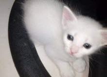 Plais i want white cat Plais i want white cat