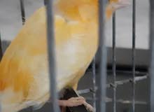 عصفور كناري عصفور كناري