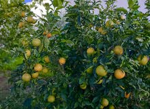 استراحه في تاجوراء استراحه في تاجوراء