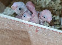 فروخ بادجي الباينو للبيع albino baby budgie فروخ بادجي الباينو للبيع albino baby budgie