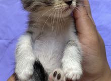 kitten للبيع kitten للبيع