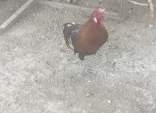 دجاجه وديج دجاجه وديج