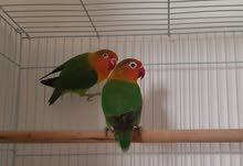 Affrican love birds 2 Breeding pair with eggs and big cage Affrican love birds 2 Breeding pair with eggs and big cage
