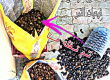 تمر نفيعه نظيف جدا تمر نفيعه نظيف جدا