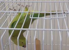انثى درة هندى انثى درة هندى