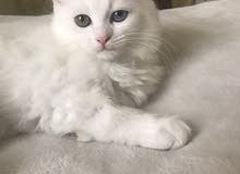 Persian Duo eyes kitten. Persian Duo eyes kitten.