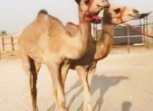 قعدان 2 للبيع مفحوصات فحص شامل العمر حقايق قعدان 2 للبيع مفحوصات فحص شامل العمر حقايق