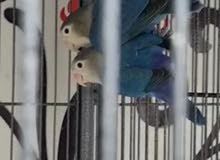 Blue fischer pair for sale Blue fischer pair for sale
