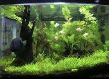 aquarium for sale aquarium for sale