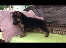 dog for sale German puppy girl dog for sale German puppy girl
