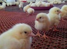 طيور وكتاكيت أبيض وبلدي و ساسو وكتاكيت فيومي وبط مولار ومسكوفي وديوك رومي برونزي طيور وكتاكيت أبيض وبلدي و ساسو وكتاكيت فيومي وبط مولار ومسكوفي وديوك رومي برونزي