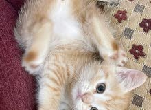 قطة أنثى شهرين cute female kitten قطة أنثى شهرين cute female kitten