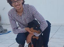 rottweiler giant rottweiler giant
