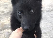 black royal still puppy super pure breed black royal still puppy super pure breed