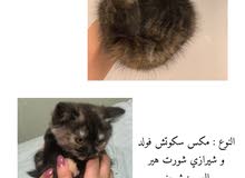 قطط شورت هير صغيره قطط شورت هير صغيره