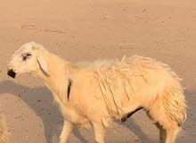 فحل طيب حار فحل طيب حار