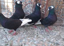 متاح جواز حمام شغالين  نجفي تكلجي