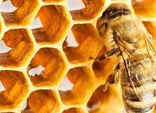 فرز خليات النحل فرز خليات النحل