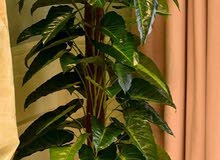 Artificial plant Artificial plant