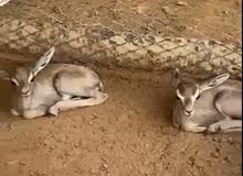 غزال الديماني العربي غزال الديماني العربي