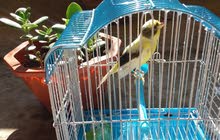 أنثى طائر الكناري جاهزة أنثى طائر الكناري جاهزة