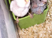 babybudgies valo red eyes طيور بادجي فالو عين حمراء فروخ babybudgies valo red eyes طيور بادجي فالو عين حمراء فروخ