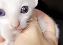 قطه مكس /بنغال /الروج دول قطه مكس /بنغال /الروج دول