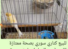 للبيع كناري سوري جاهزين مرة للإنتاج للبيع كناري سوري جاهزين مرة للإنتاج