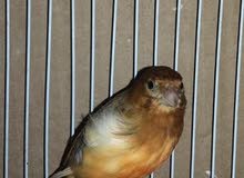 male canari male canari