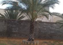 نخله برونسيه طولها 2.50 نخله برونسيه طولها 2.50