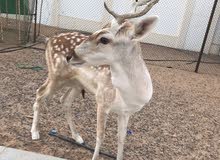 Fallow deer Fallow deer