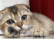 scottish fold male ny24 scottish fold male ny24